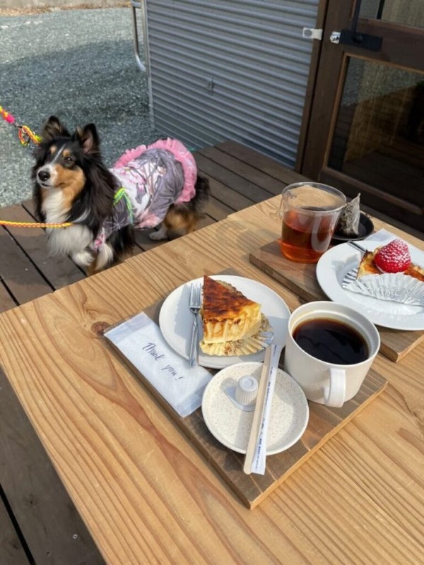 ペットとご一緒に